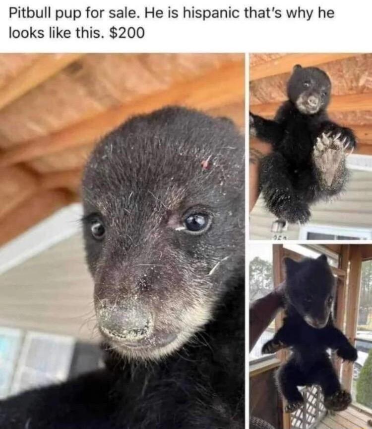 Pitbull pup for sale He is hispanic thats why he looks like this 200