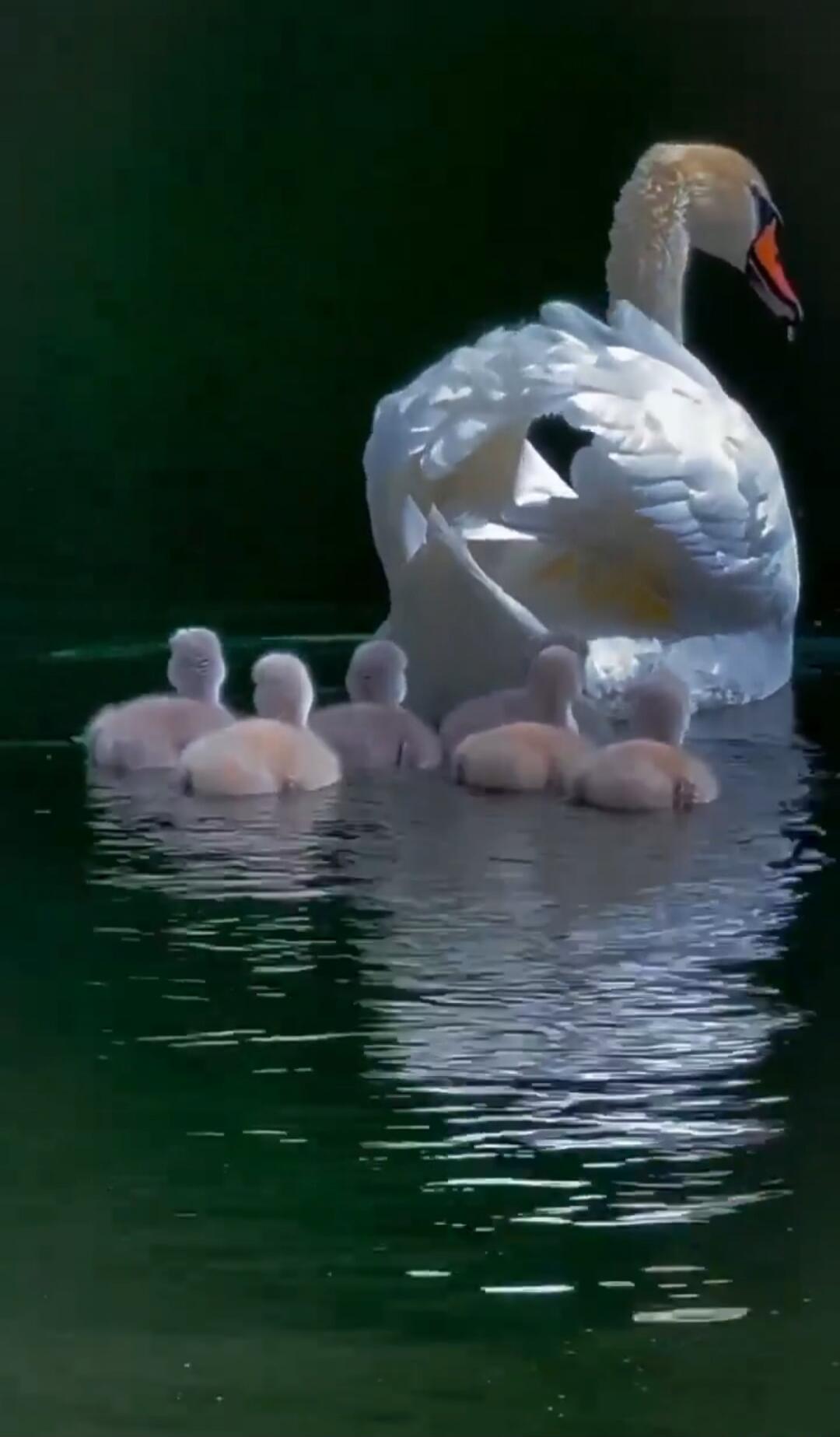A white swan with several fluffy cygnets swimming on a calm pond.