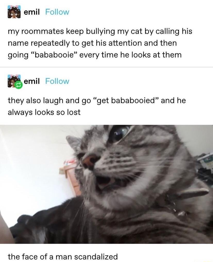 8 emil my roommates keep bullying my cat by calling his name repeatedly o get his attention and then going bababooie every time he looks at them emil they also laugh and go get bababooied and he always looks so lost the face of a man scandalized