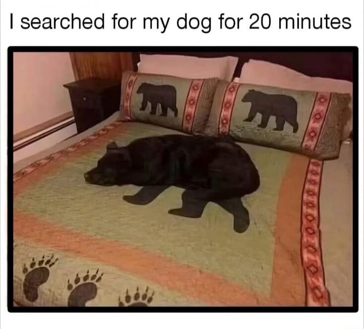 searched for my dog for 20 minutes