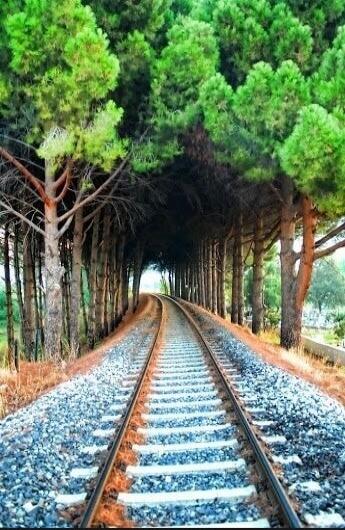 There is a pair of railroad tracks flanked by trees forming a tunnel, converging into the distance.