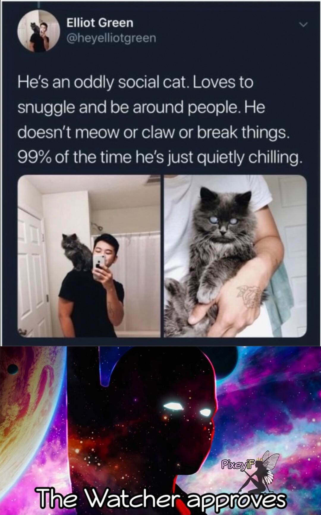 Elliot Green ACUCEIETEE Hes an oddly social cat Loves to EigeTelelale NoTXeloTWTple folTolo W 5 15 doesnt meow or claw or break things 99 of the time hes just quietly chilling