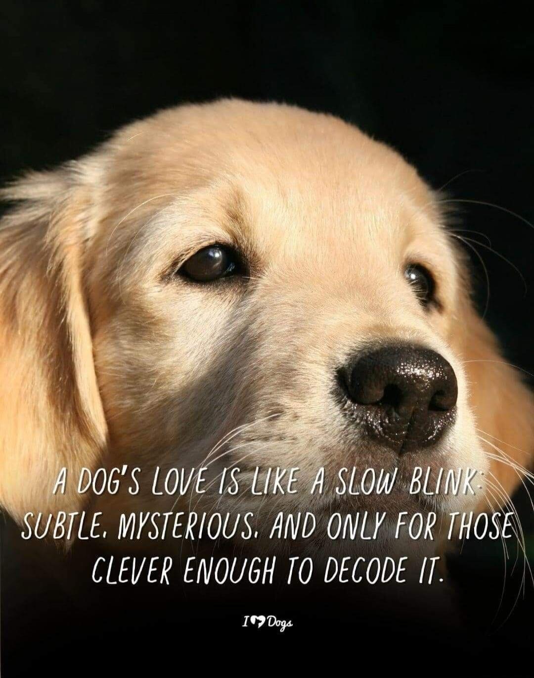 A DOG'S LOVE IS LIKE A SLOW BLINK: SUBTLE, MYSTERIOUS, AND ONLY FOR THOSE CLEVER ENOUGH TO DECODE IT. I ❤️ Dogs
