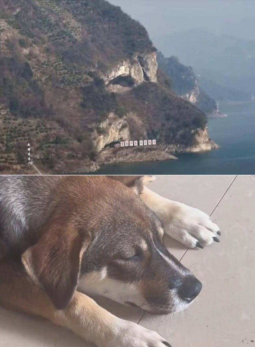 Signs on the mountain read: '好好学习'. A dog is sleeping peacefully on a tiled floor.