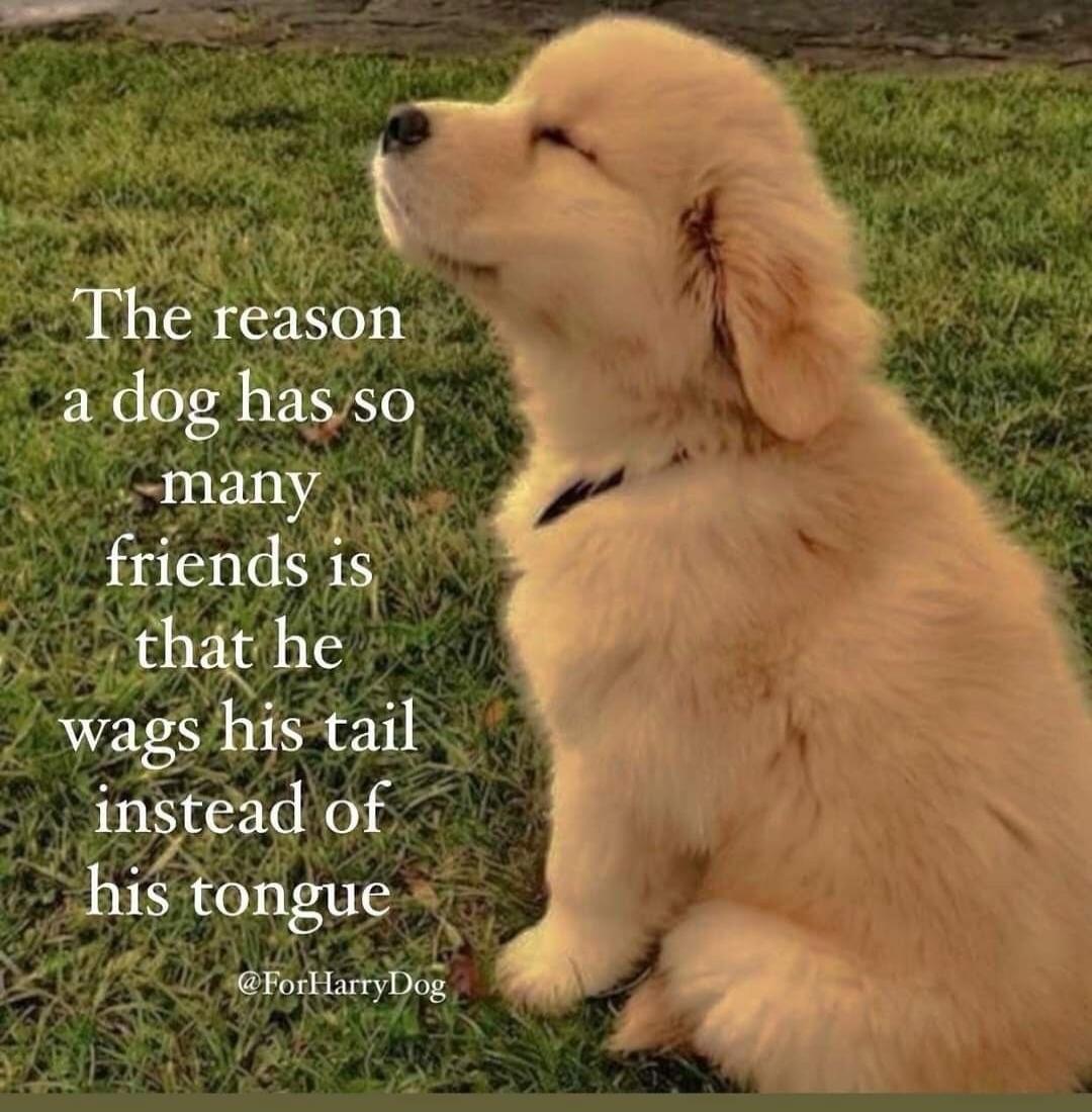The reason a dog has so many friends is that he wags his tail instead of his tongue @ForHarryDog