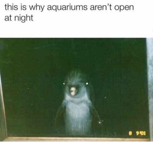 this is why aquariums arent open at night