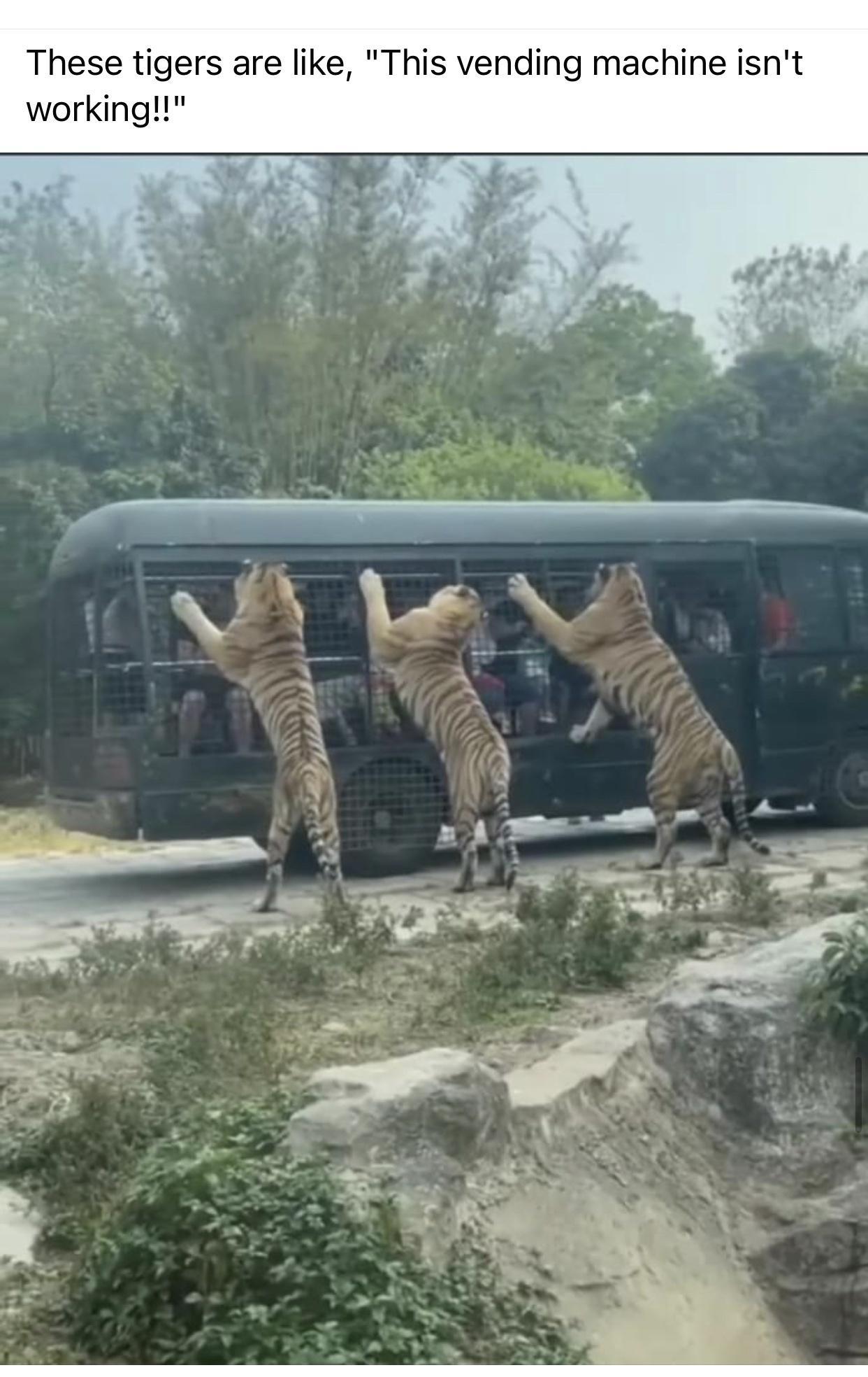 These tigers are like This vending machine isi working