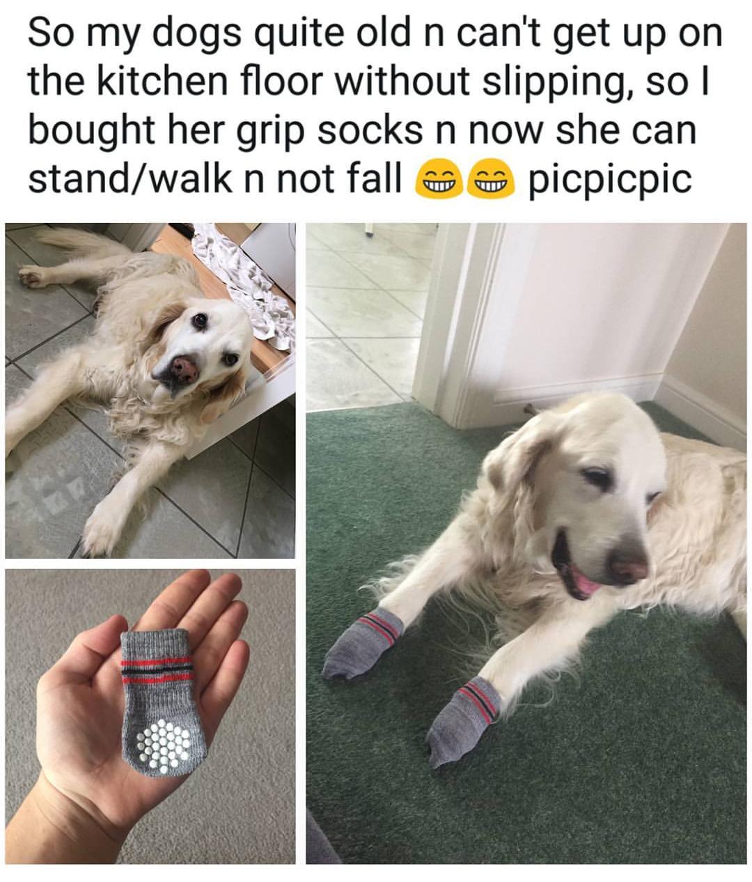 So my dogs quite old n cant get up on the kitchen floor without slipping so bought her grip socks n now she can standwalk n not fall picpicpic