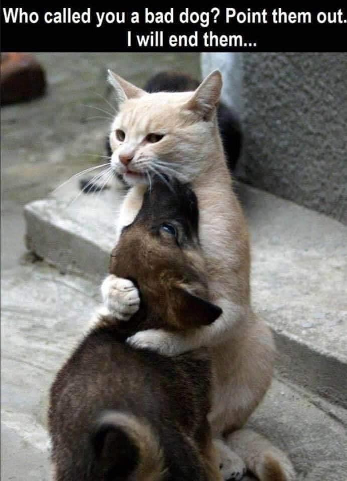 Who called you a bad dog Point them out I will end them