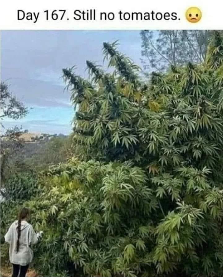 Day 167 Still no tomatoes s