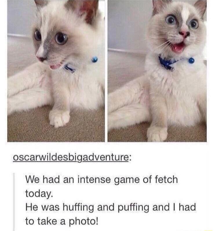 oscarwildesbigadventure We had an intense game of fetch today He was huffing and puffing and had to take a photo