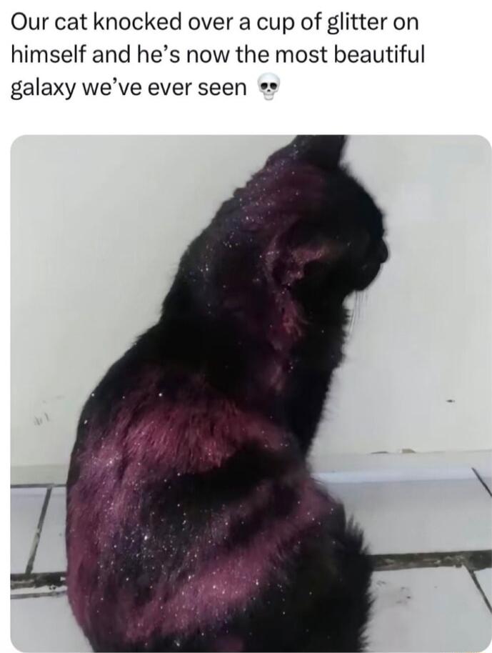 Our cat knocked over a cup of glitter on himself and hes now the most beautiful galaxy weve ever seen