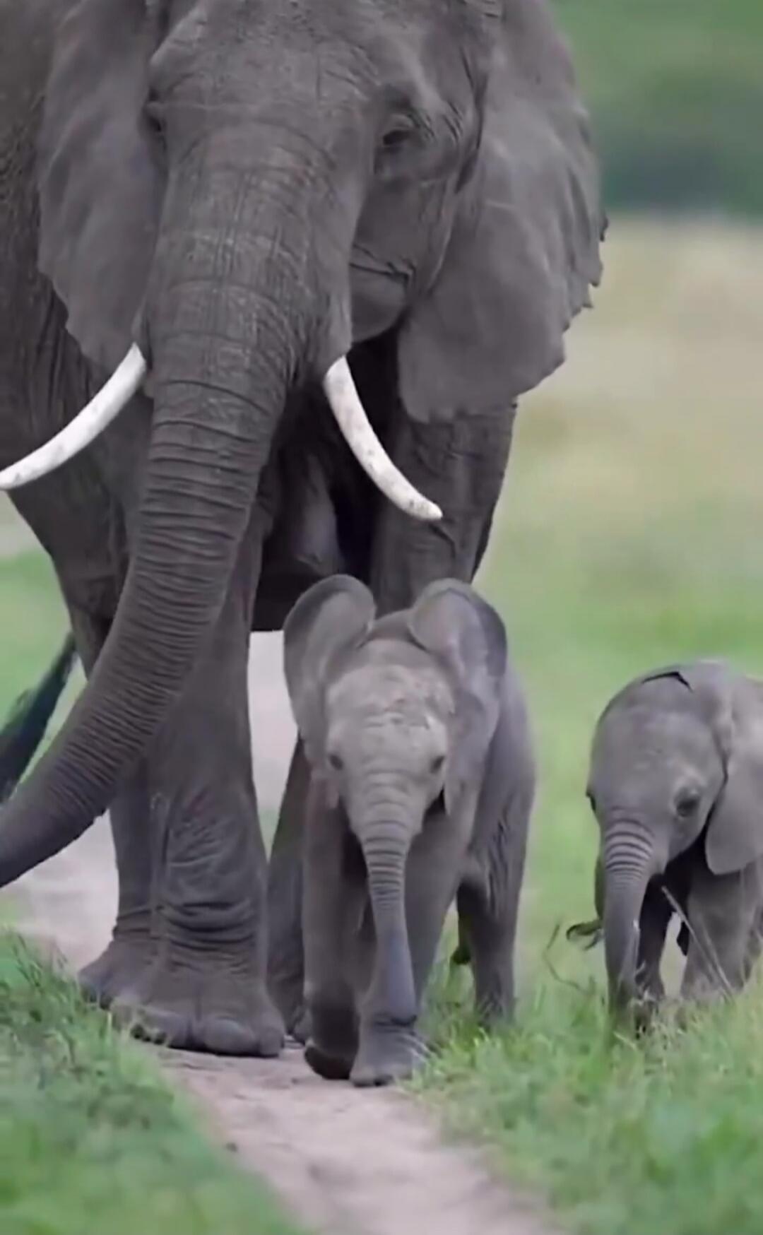 An adult elephant with two baby elephants walking along a grassy path.