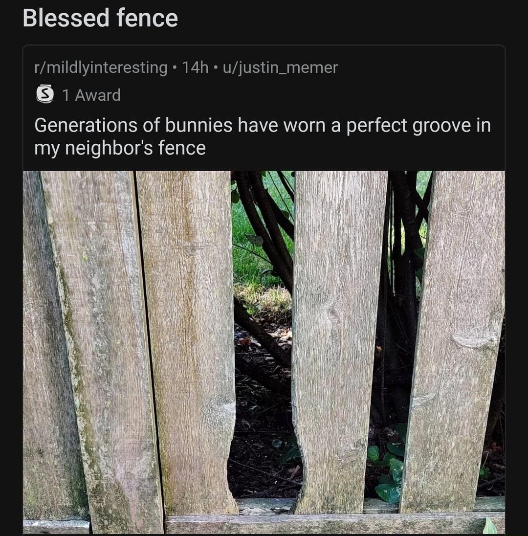 o rWellworn uPatienceRs 10h Blessed fence mildinteresting 14h justin_memer 1 Avard Generations of bunnies have worn a perfect groove in my neighbors fence