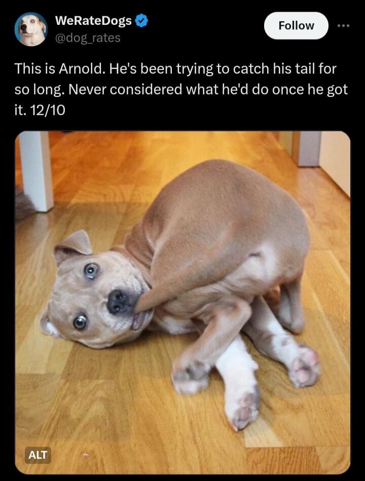 WeRateDogs dog rates This is Arnold Hes been trying to catch his tail for so long Never considered what hed do once he got it1210