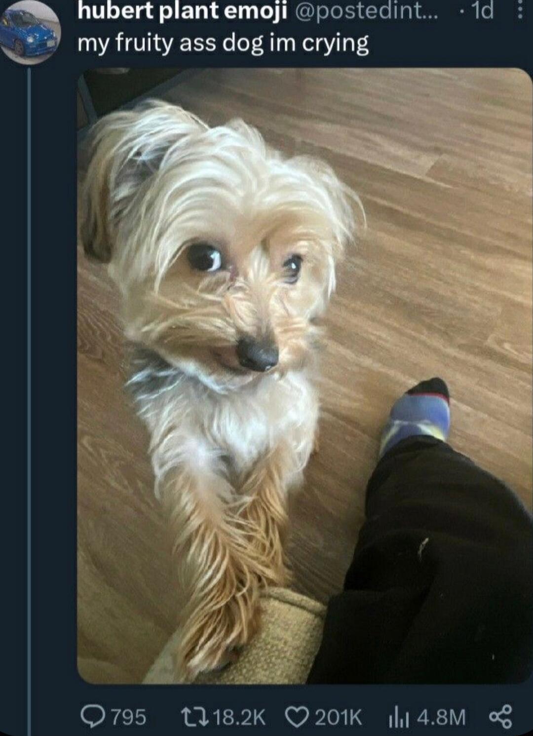 a hubert plantemoji postedint ld 7 my fruity ass dog im crying Q795 182K Q201K l148M
