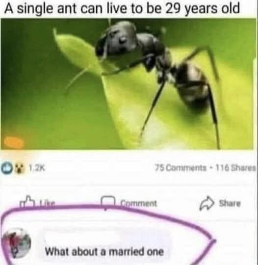 A single ant can live to be 29 years old
What about a married one