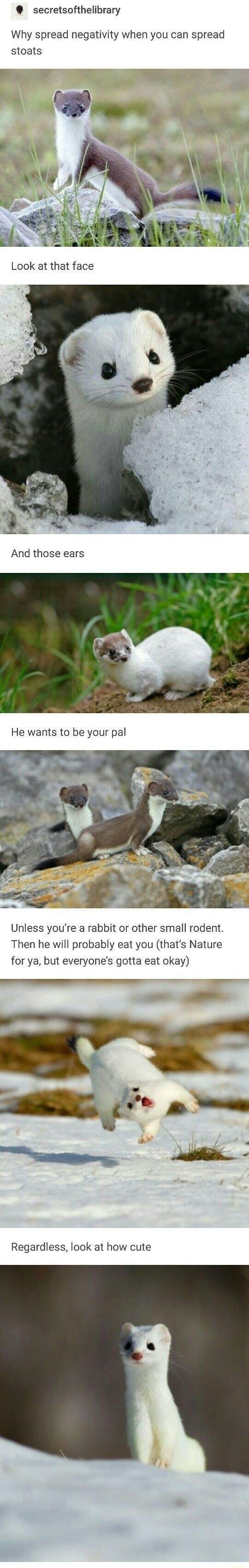 secretsofthelibrary Why spread negativity when you can spread stoats Look at that face And those ears Unless youre a rabbit or other small rodent Then he will probably eat you thats Nature for ya but everyones gotta eat okay _ e Regardless look at how cute