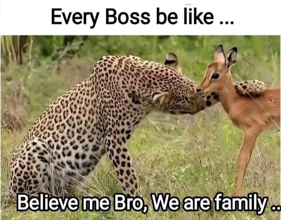 Every Boss be like ... Believe me Bro, We are family ...
