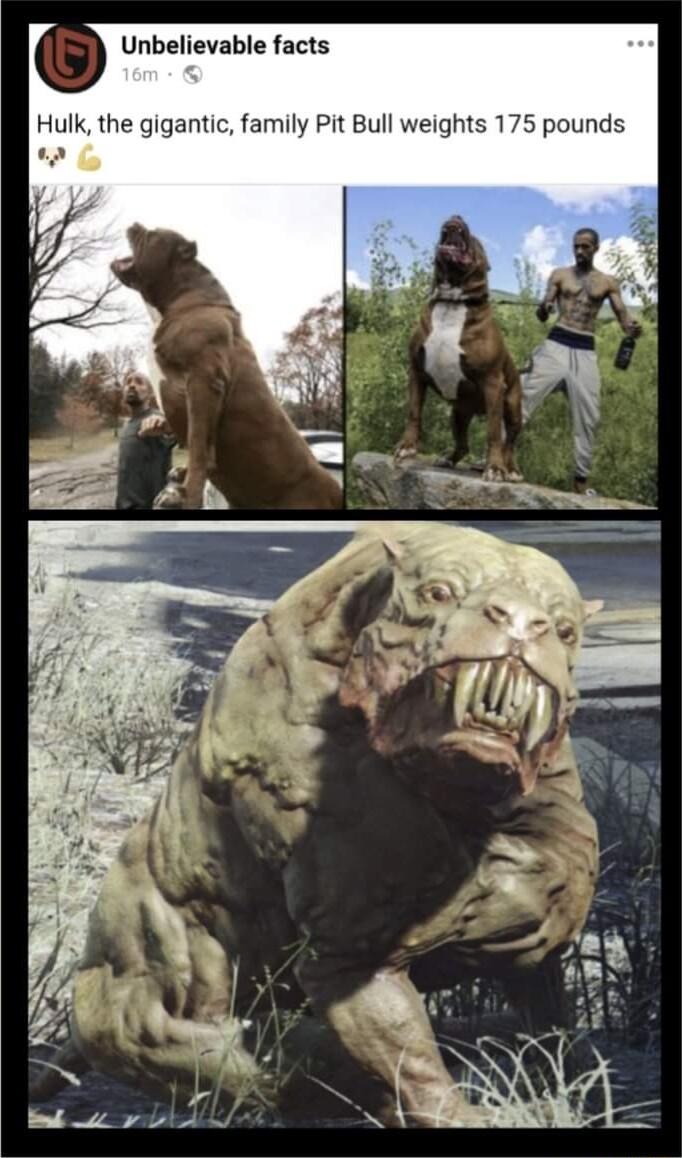 Unbelievable facts Hulk the gigantic family Pit Bull weights 175 pounds