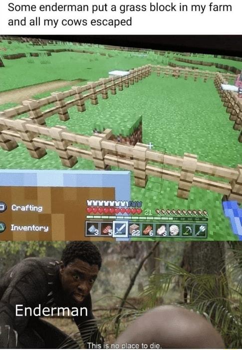 Some enderman put a grass block in my farm and all my cows escaped Enderman This i nBlace 1o die