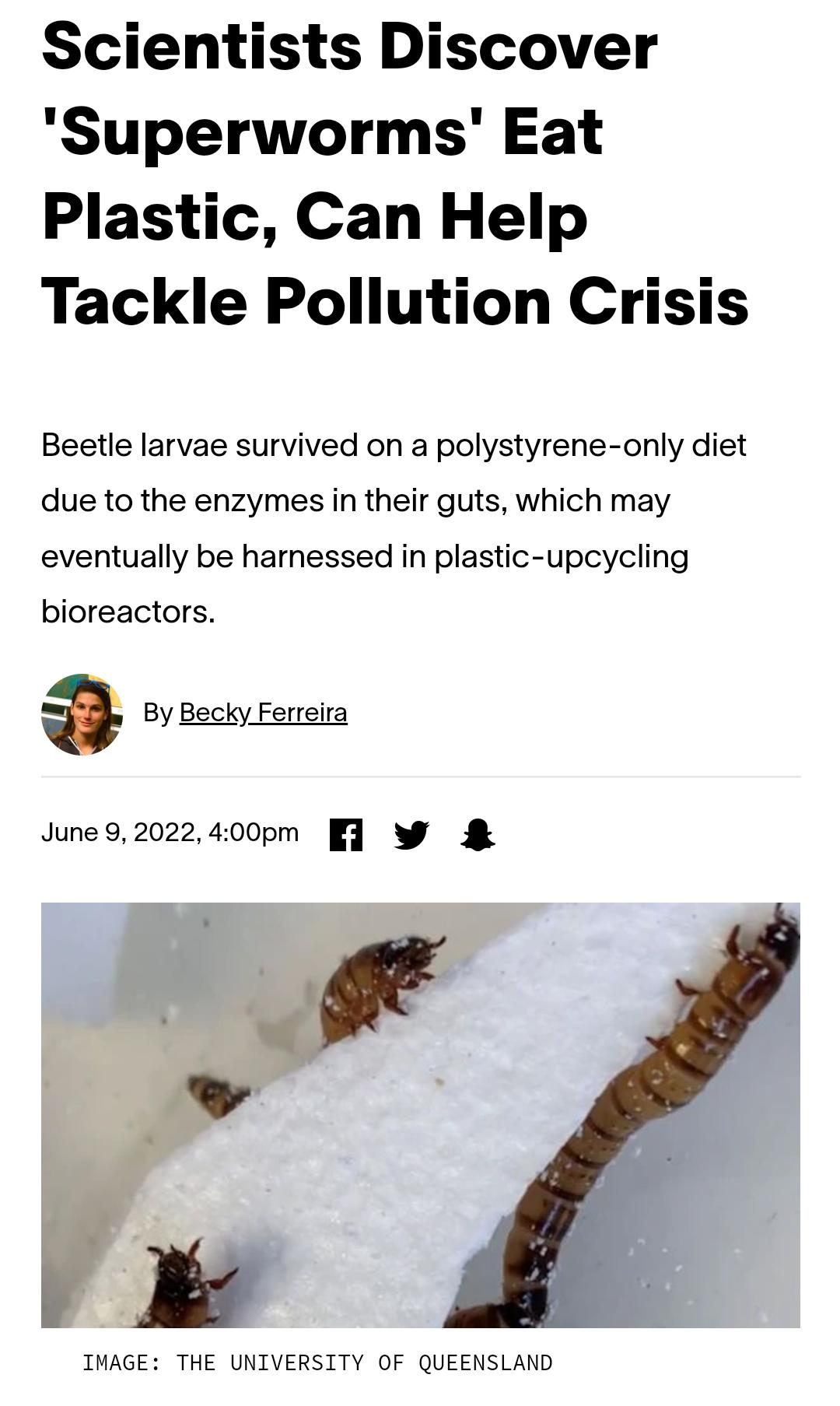 Scientists Discover Superworms Eat Plastic Can Help Tackle Pollution Crisis Beetle larvae survived on a polystyrene only diet due to the enzymes in their guts which may eventually be harnessed in plastic upcycling bioreactors s By Becky Ferreira June 92022400pm W IMAGE THE UNIVERSITY OF QUEENSLAND