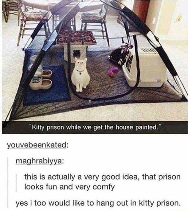 y prison while we get the house painted youvebeenkated maghrabiyya this is actually a very good idea that prison looks fun and very comfy yes i too would like to hang out in kitty prison