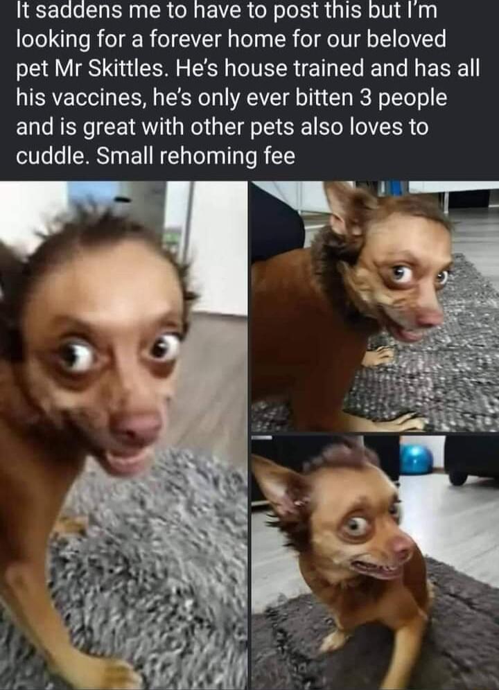 It saddens me to have to post this but Im looking for a forever home for our beloved pet Mr Skittles Hes house trained and has all his vaccines hes only ever bitten 3 people and is great with other pets also loves to cuddle Small rehoming fee