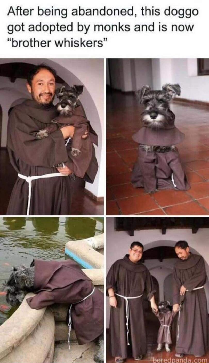 After being abandoned this doggo got adopted by monks and is now brother whiskers