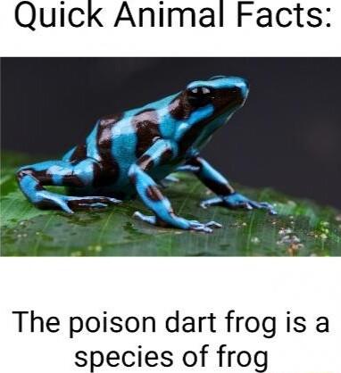 Quick Animal Facts The poison dart frog is a species of frog