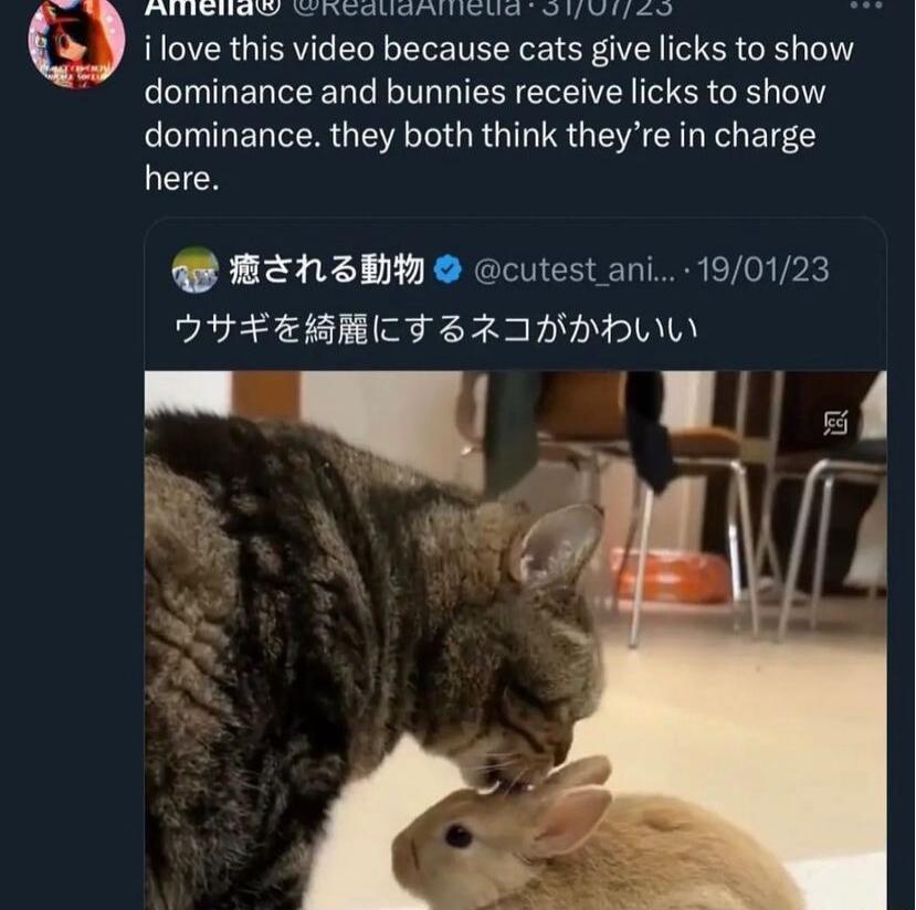 ilove this video because cats give licks to show dominance and bunnies receive licks to show dominance they both think theyre in charge here G BEh3WW cutest ani 190123 THEEGMICTZRINDDL W G N