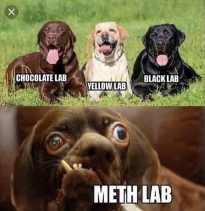 CHOCOLATE LAB YELLOW LAB BLACK LAB METH LAB