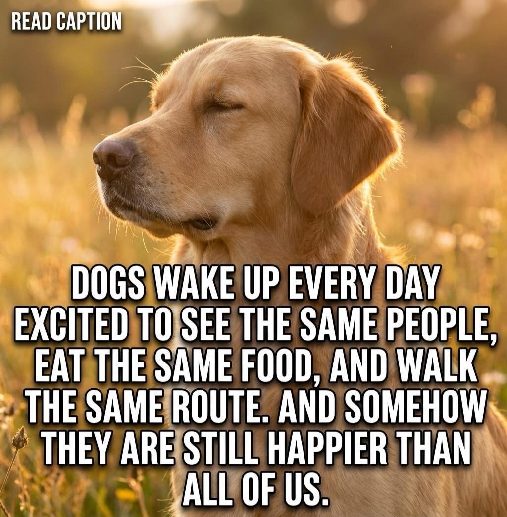 READ CAPTION DOGS WAKE UP EVERY DAY EXCITED TO SEE THE SAME PEOPLE, EAT THE SAME FOOD, AND WALK THE SAME ROUTE. AND SOMEHOW THEY ARE STILL HAPPIER THAN ALL OF US.