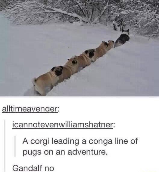 alltimeavenger icannotevenwilliamshatner A corgi leading a conga line of pugs on an adventure Gandalf no