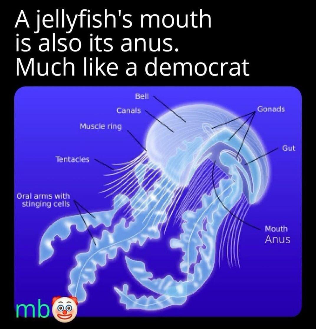 A jellyfish's mouth is also its anus. Much like a democrat