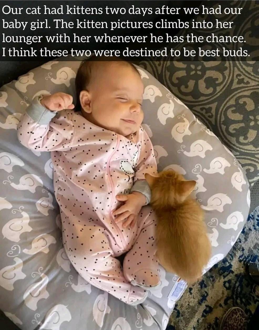 Hoot2687 Our cat had kittens two days after we had our baby girl The kitten pictures climbs into her lounger with her whenever he has the chance