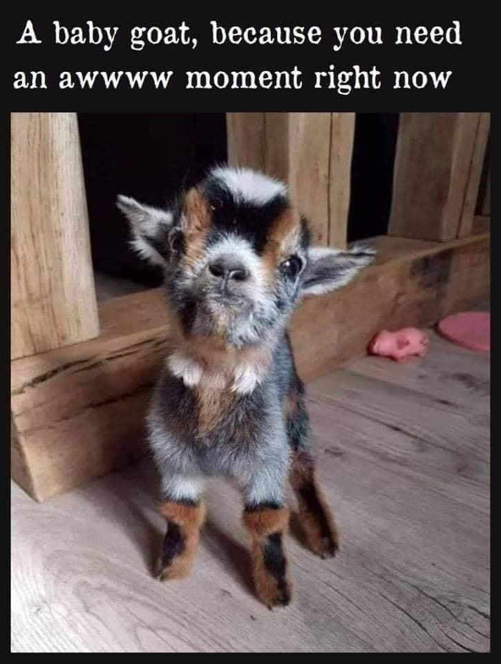 A baby goat because you need ER R AATATATAR 1 T0 s Tl A w 1o 4 1 1 o 4