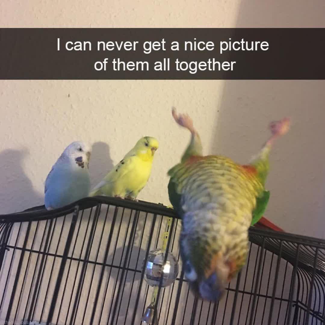 can never get a nice picture of them all together