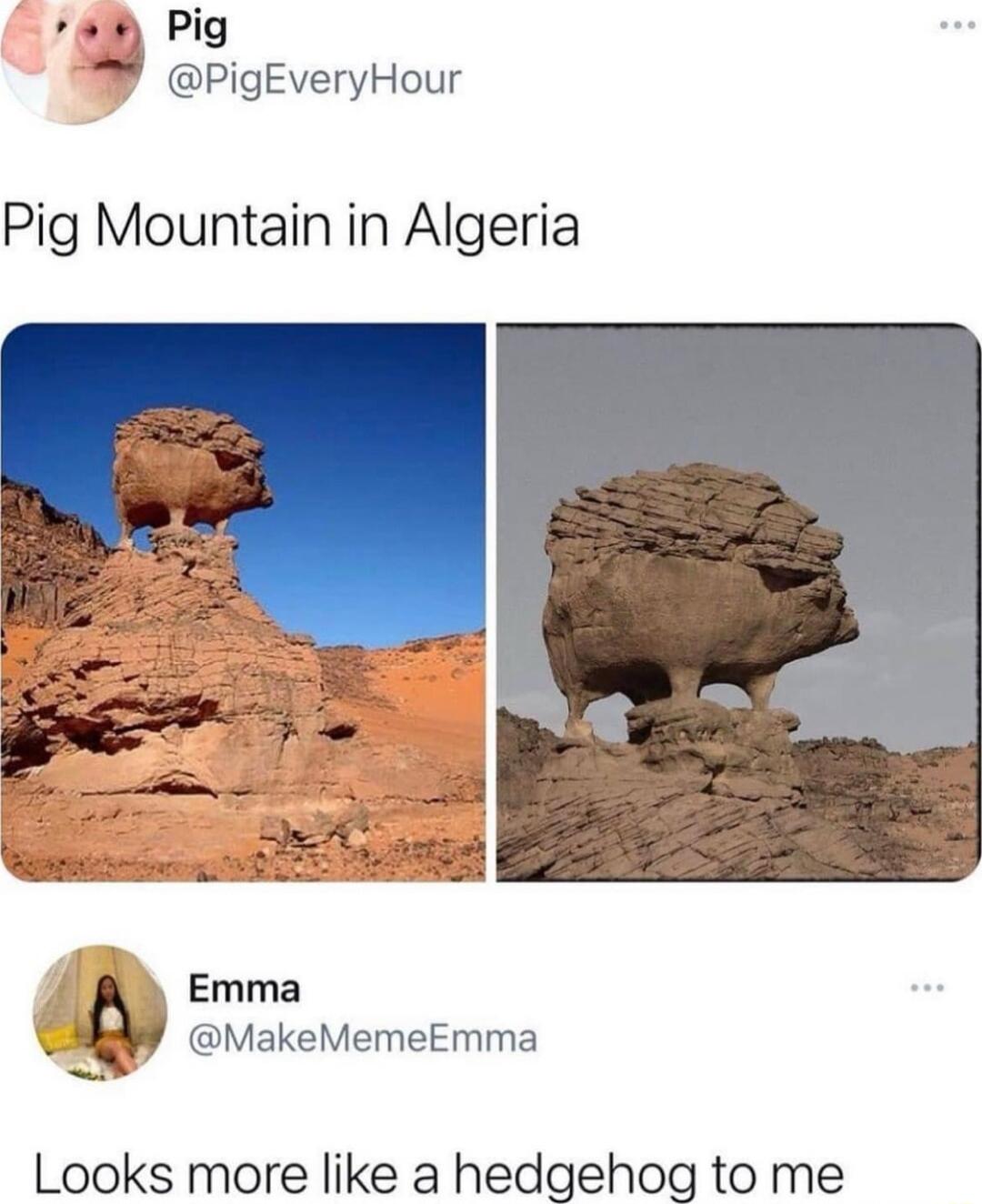 Pig PigEveryHour Pig Mountain in Algeria V Emma MakeMemeEmma Looks more like a hedgehog to me