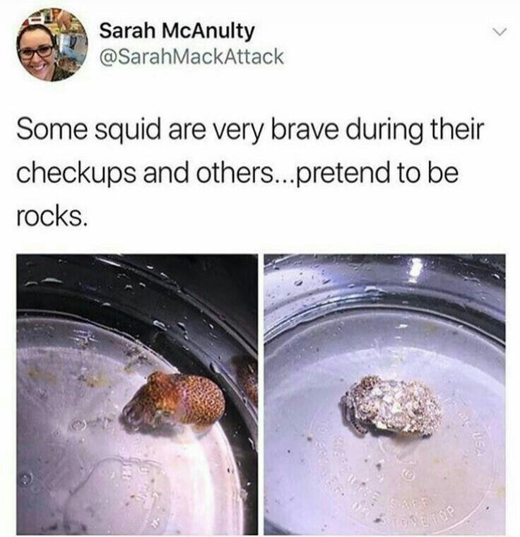 Sarah McAnulty @SarahMackAttack Some squid are very brave during their checkups and others...pretend to be rocks.
