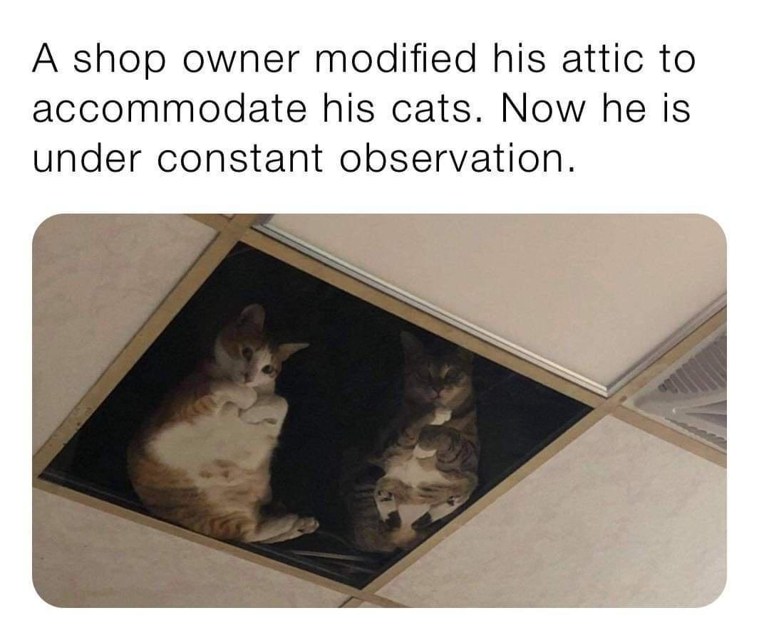 A shop owner modified his attic to accommodate his cats Now he is under constant observation