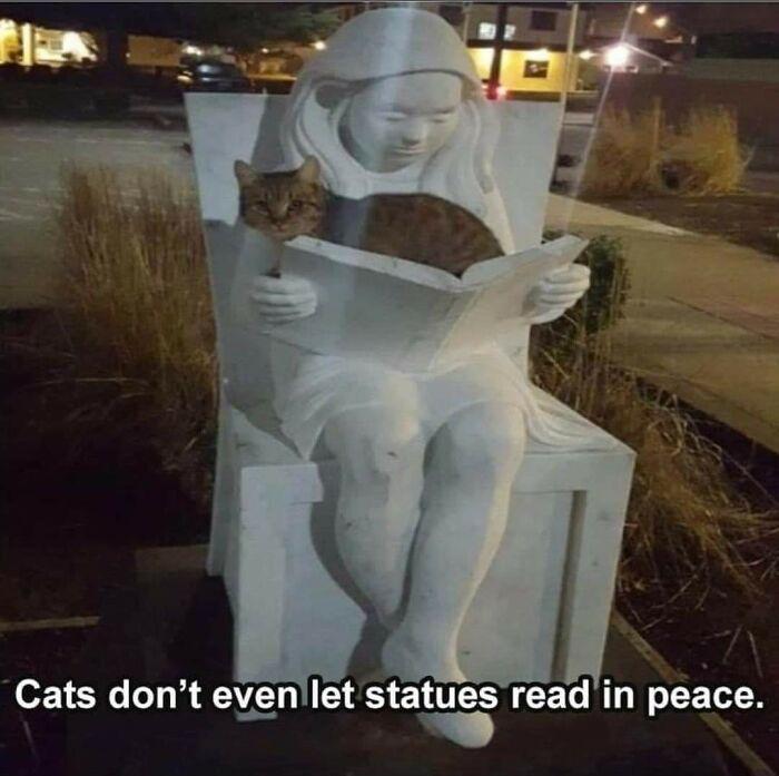 Cats dont evenllet statues read in peace