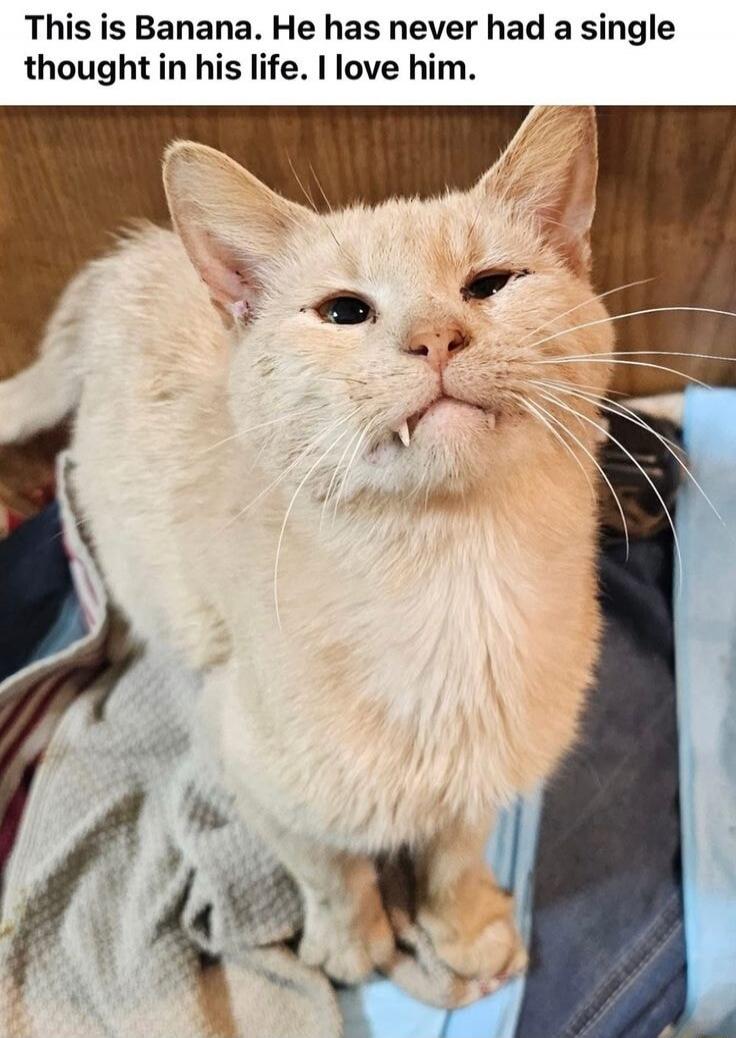 This is Banana. He has never had a single thought in his life. I love him.
