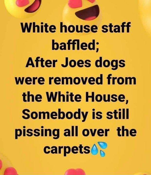 l o _ White houg staff baffled After Joes dogs were removed from the White House Somebody is still pissing all over the carpets D y Y e