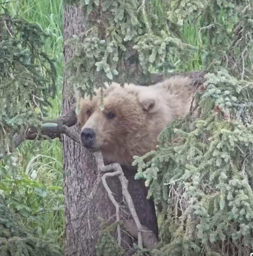 A bear peeking from behind a tree in a forested area.
