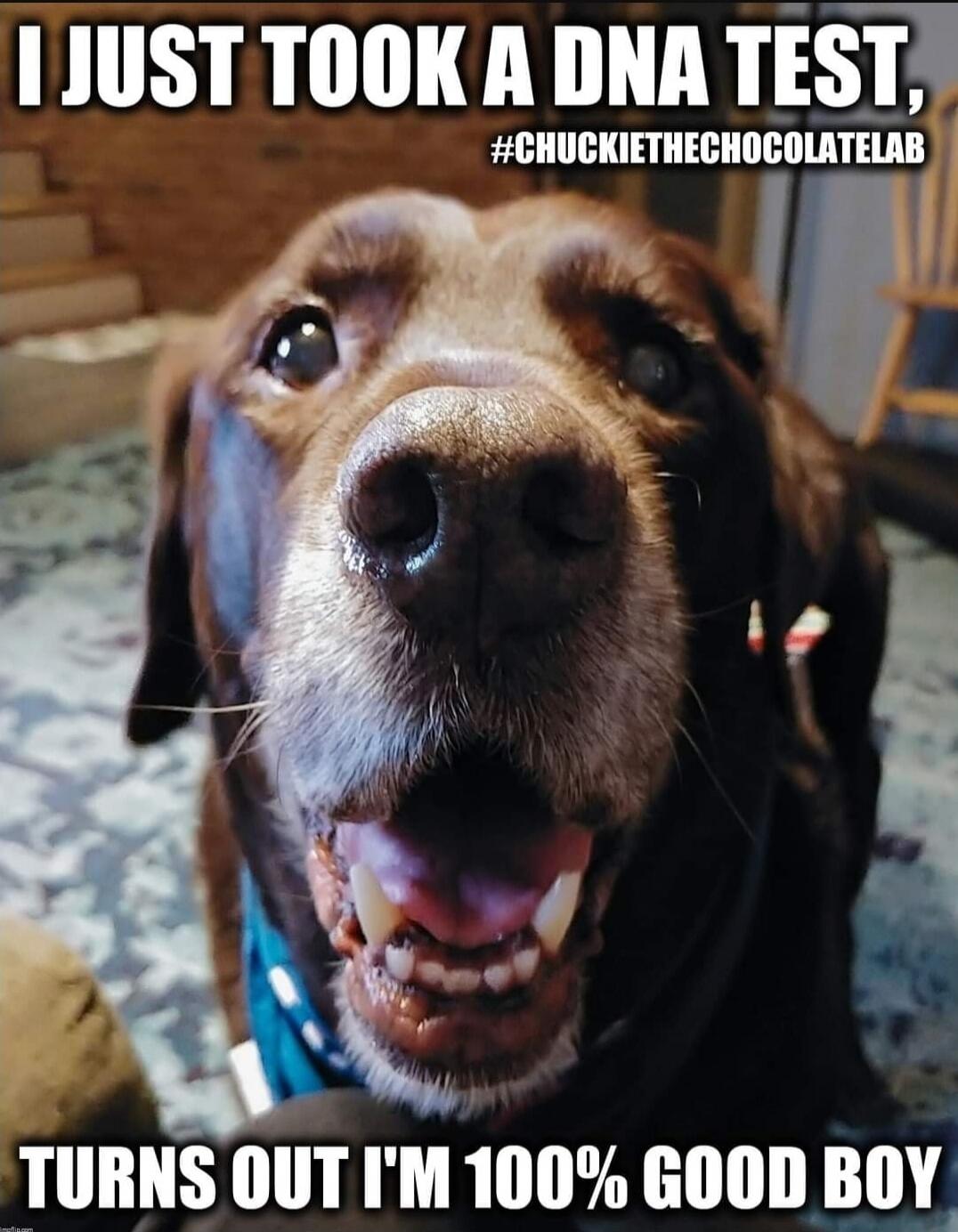 I JUST TOOK A DNA TEST, #CHUCKIETHECHOCOLATELAB TURNS OUT I'M 100% GOOD BOY