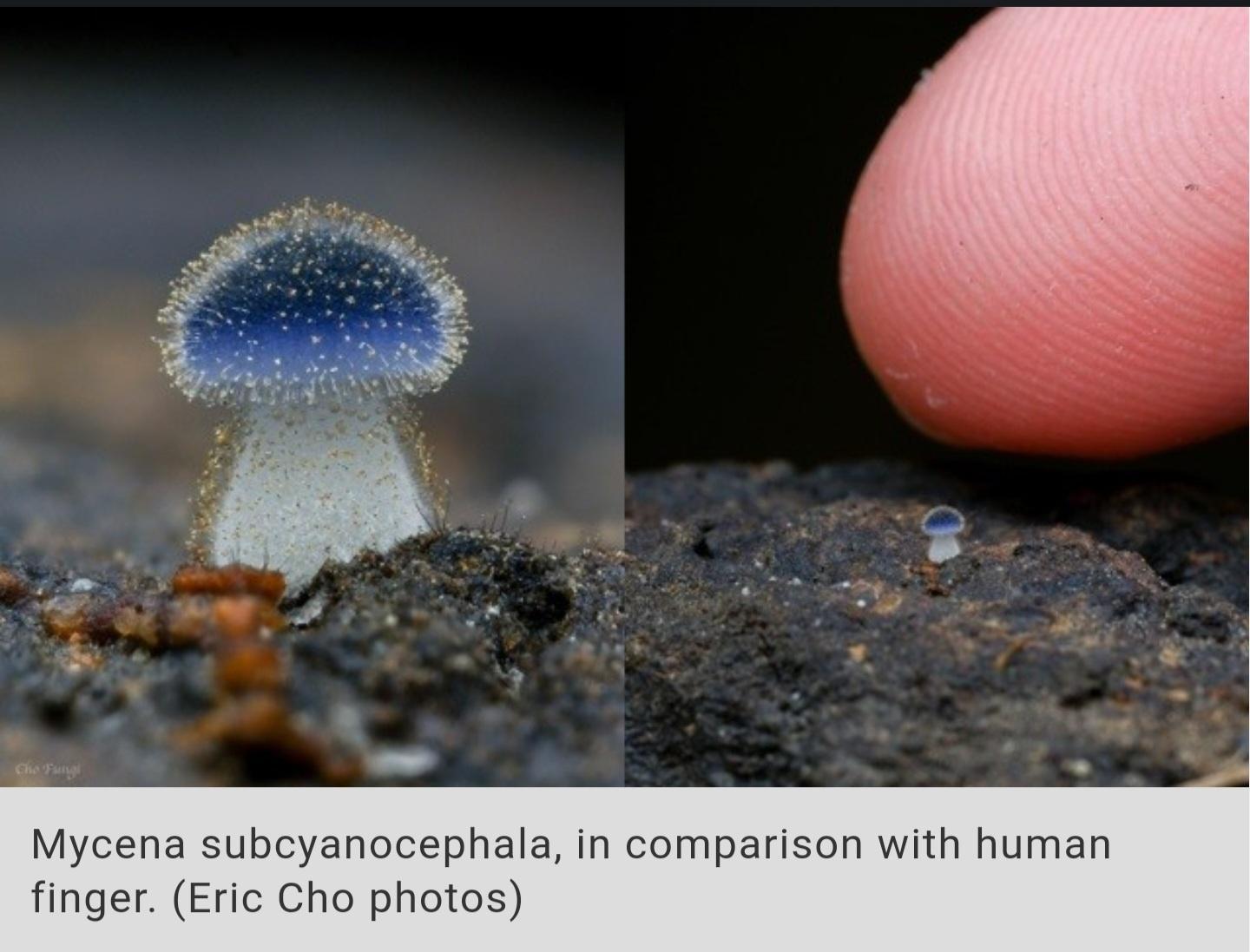 Mycena subcyanocephala in comparison with human finger Eric Cho photo