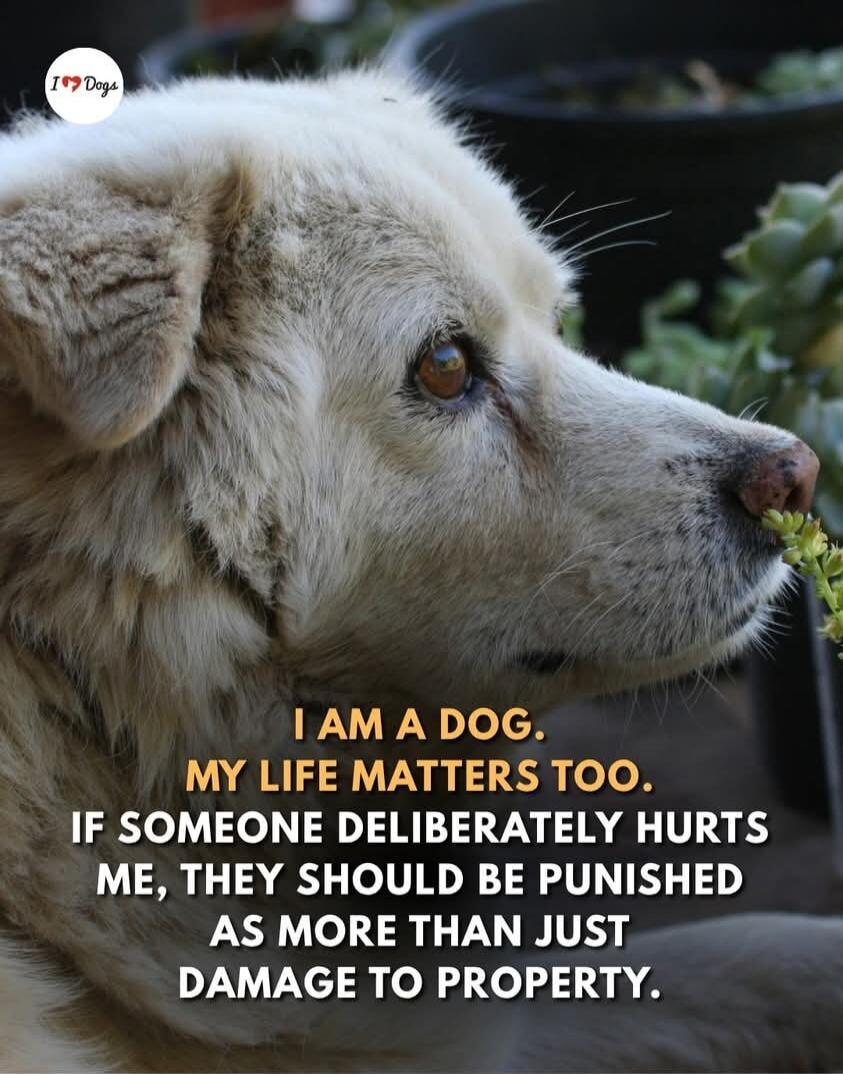 I ❤️ Dogs. I AM A DOG. MY LIFE MATTERS TOO. IF SOMEONE DELIBERATELY HURTS ME, THEY SHOULD BE PUNISHED AS MORE THAN JUST DAMAGE TO PROPERTY.