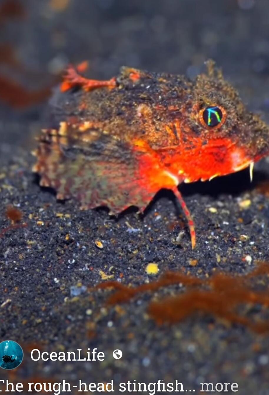 OceanLife
The rough-head stingfish... more
