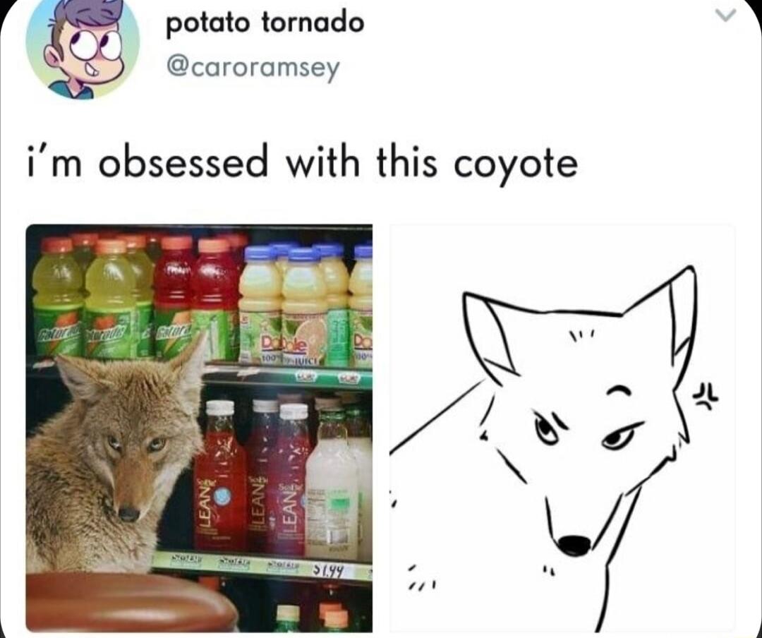4 potato tornado caroramsey im obsessed with this coyote
